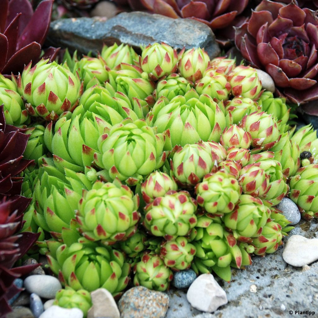 Sempervivum Chick Charms Key Lime Kiss - Joubarbe