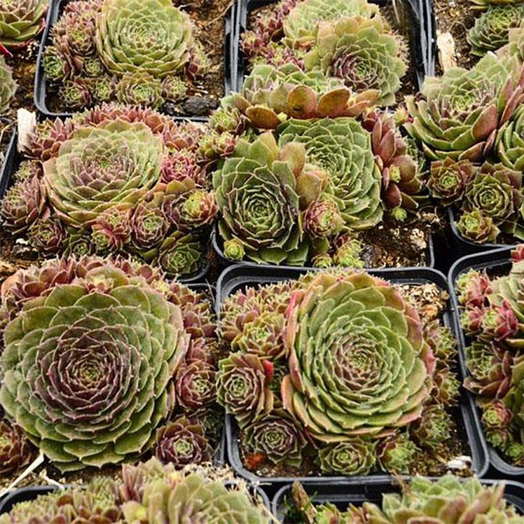 Sempervivum Granat