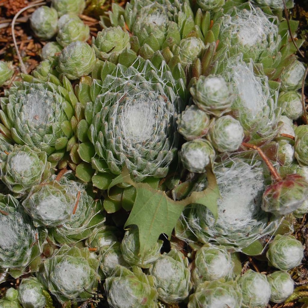 Sempervivum arachnoideum - Joubarbe à toile d'araignée