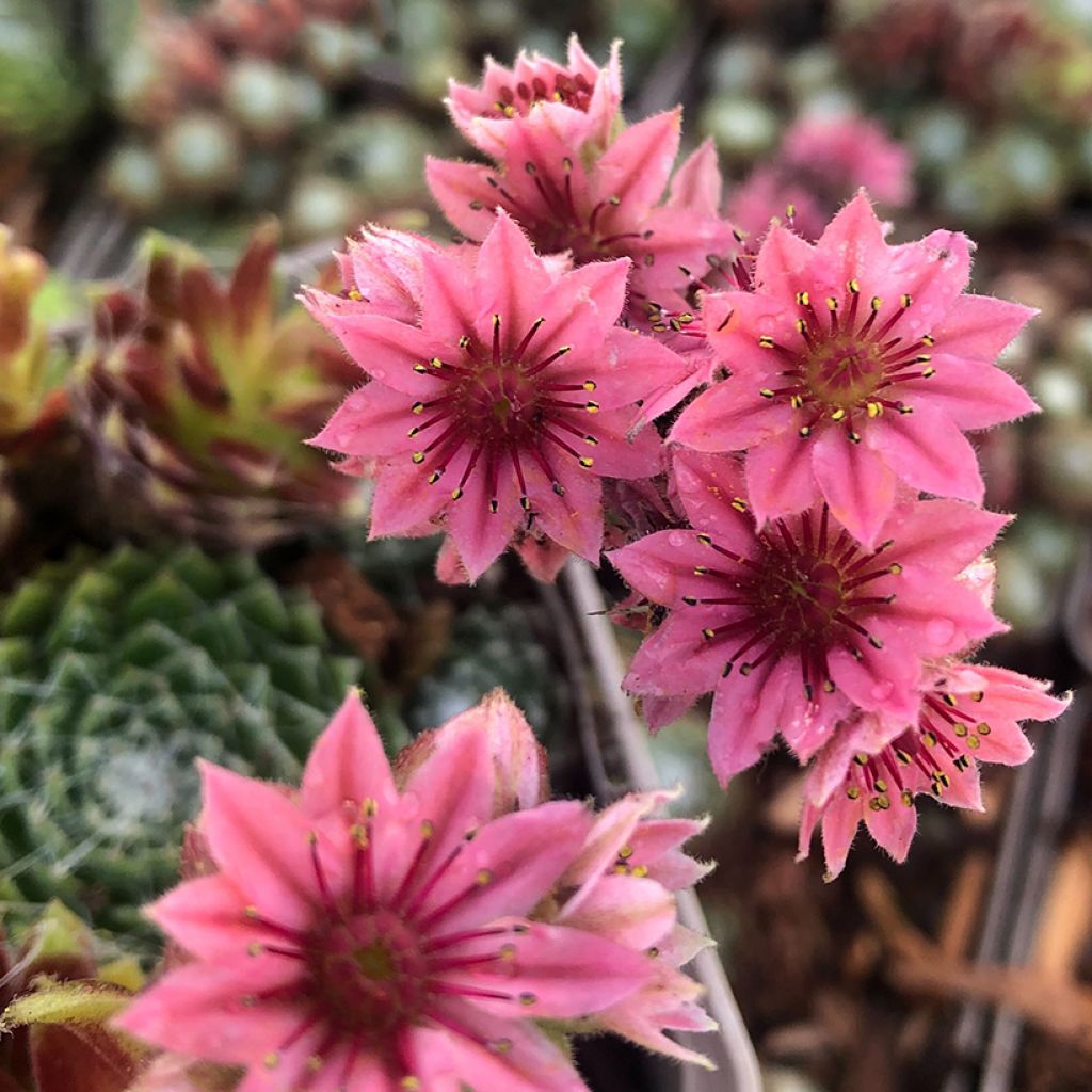 Sempervivum arachnoideum Rubrum  de arañas