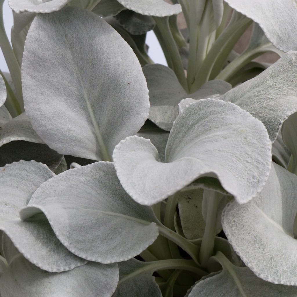 Senecio Angel Wings - Seneçon 