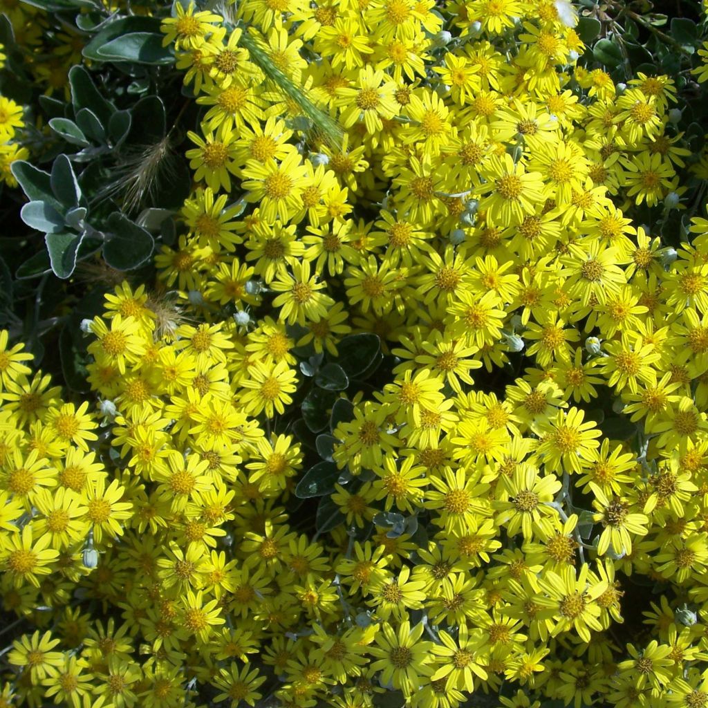 Senecio greyi Sunshine