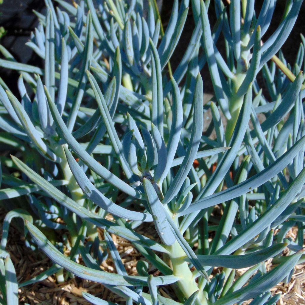 Senecio mandraliscae