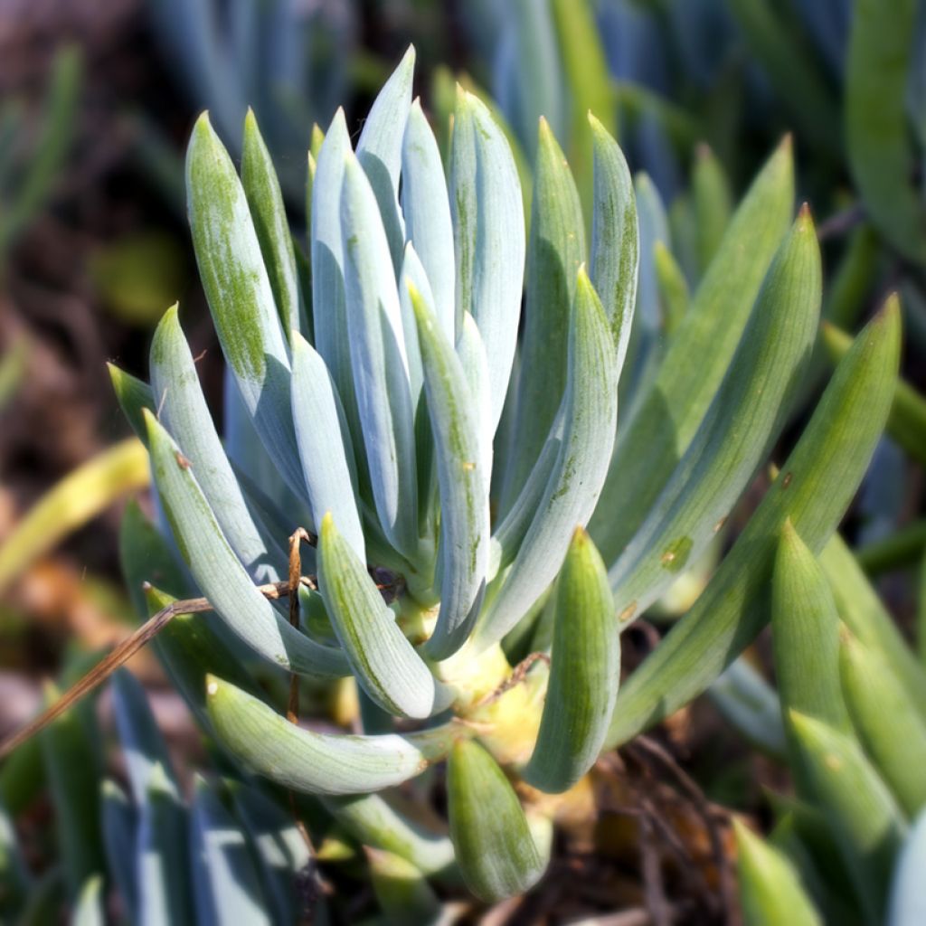 Senecio serpens Blue Chalk