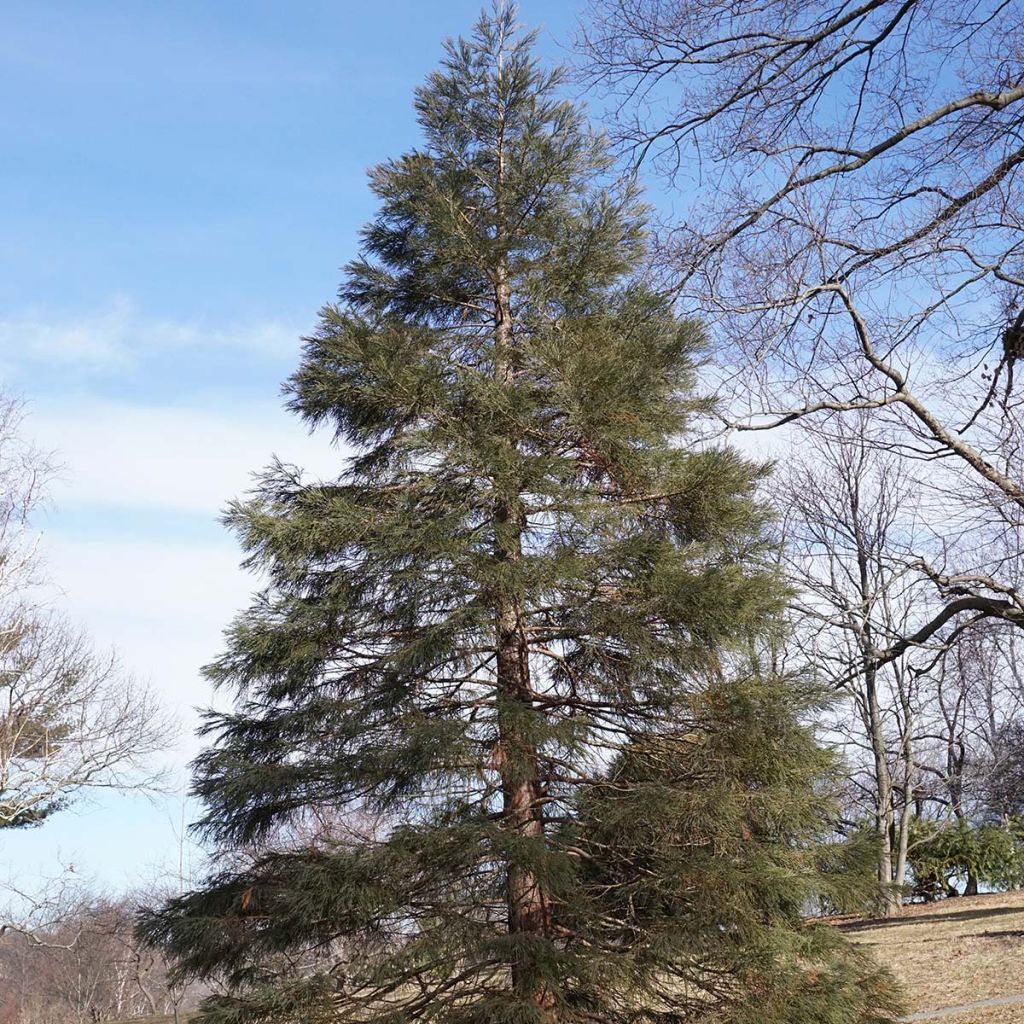 Sequoiadendron giganteum - Séquoia géant 