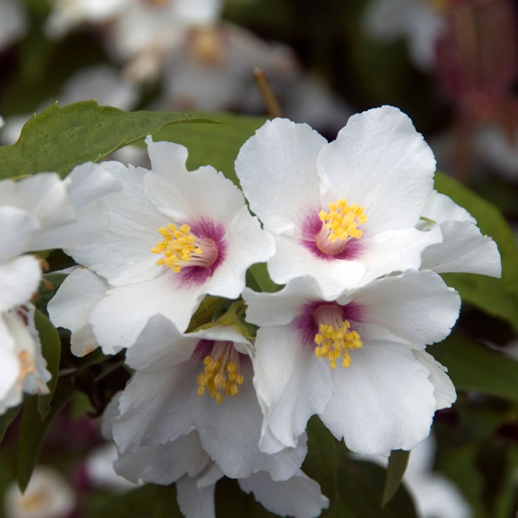 Philadelphus Beauclerk - Celinda