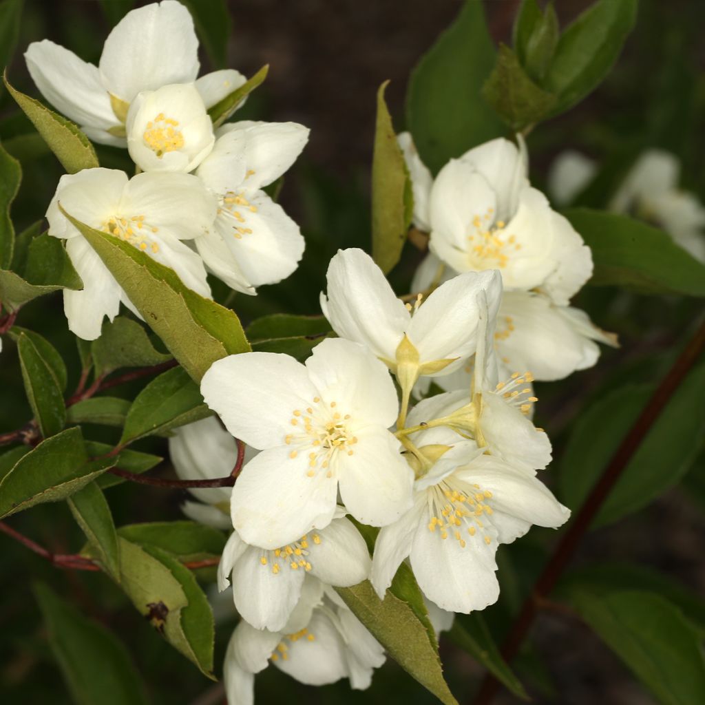 Philadelphus pekinensis - Celinda