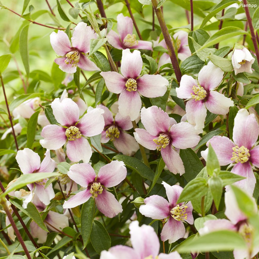 Philadelphus Petite Perfume Pink - Celinda