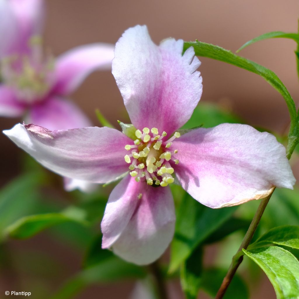 Philadelphus Petite Perfume Pink - Celinda