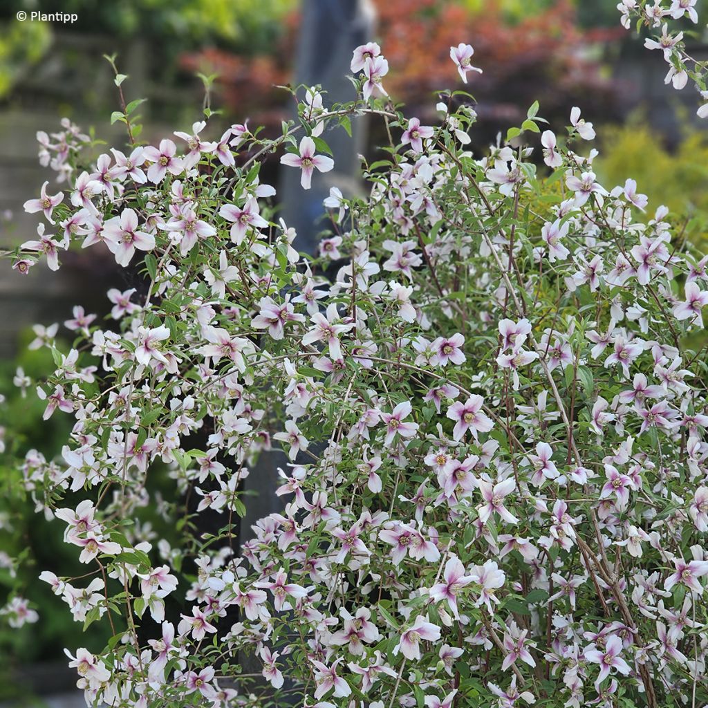 Philadelphus Petite Perfume Pink - Celinda