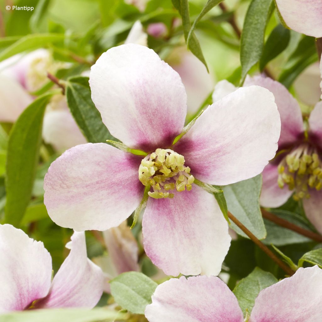 Philadelphus Petite Perfume Pink - Celinda