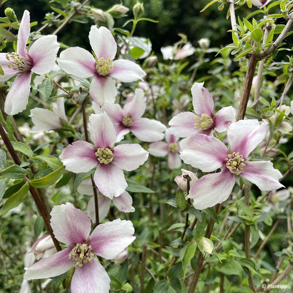 Philadelphus Petite Perfume Pink - Celinda