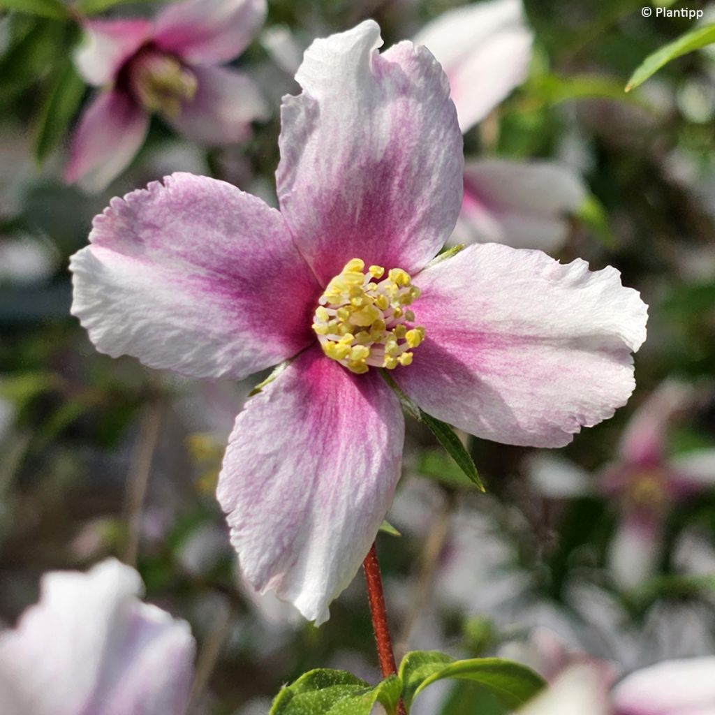 Philadelphus Petite Perfume Pink - Celinda