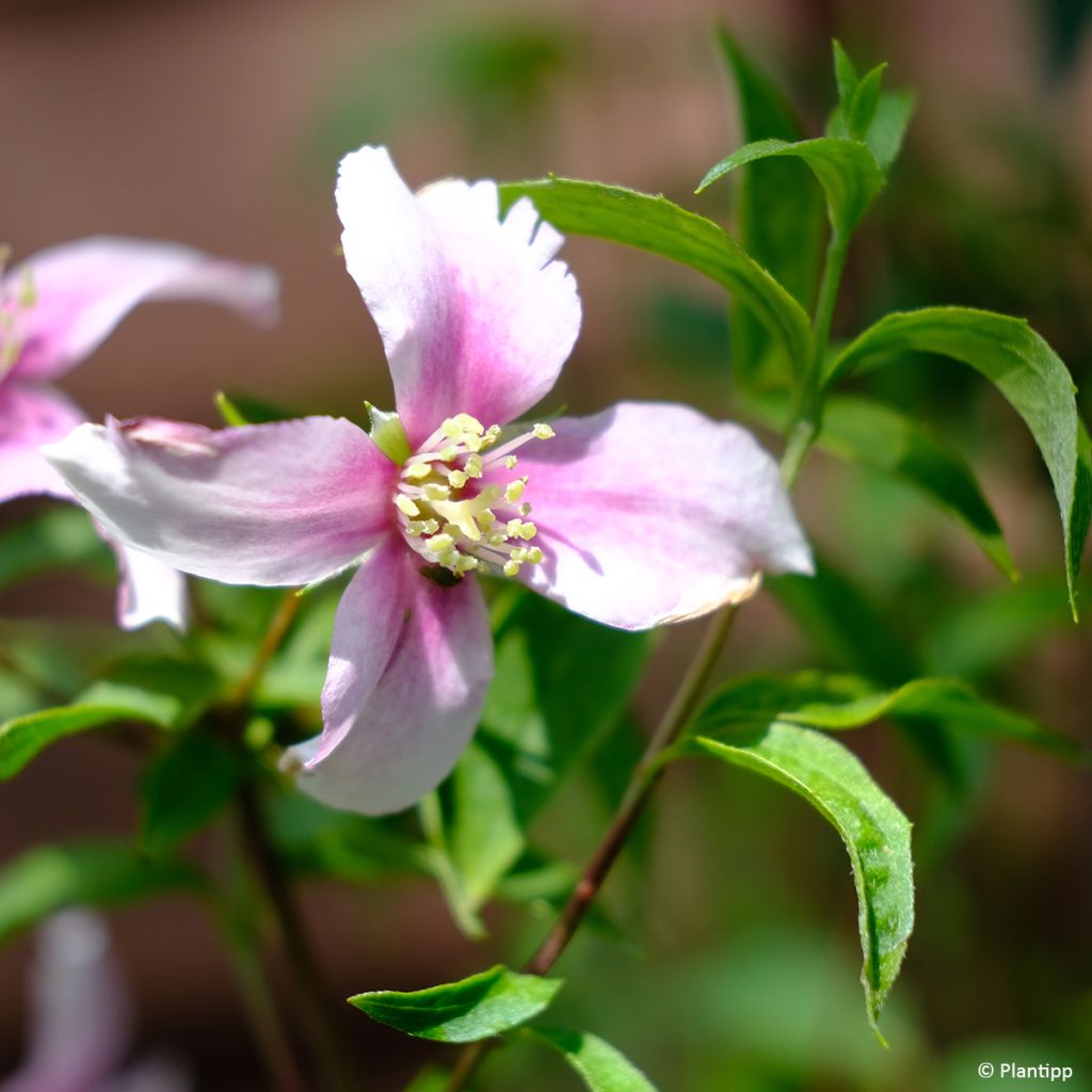 Philadelphus Petite Perfume Pink - Celinda