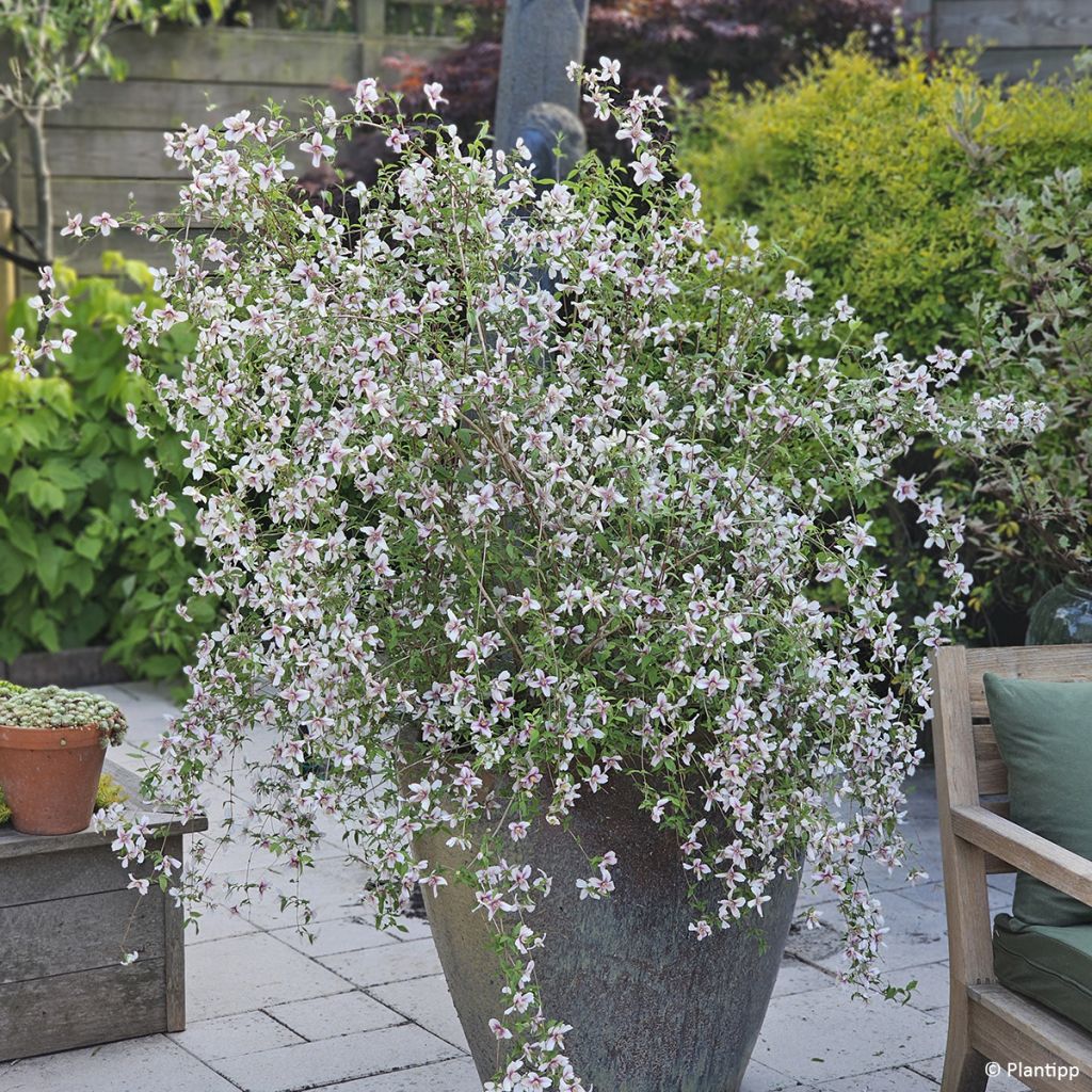 Philadelphus Petite Perfume Pink - Celinda