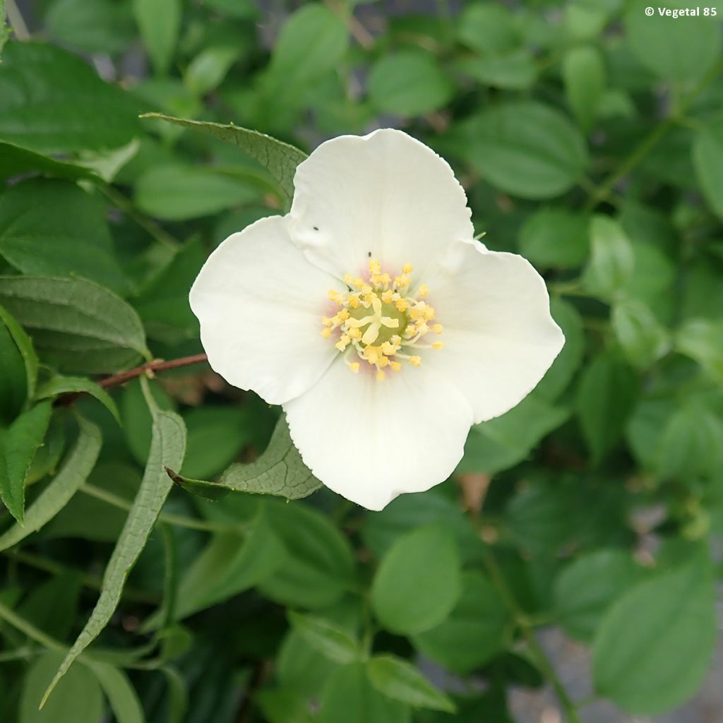 Philadelphus mexicanus - Celinda