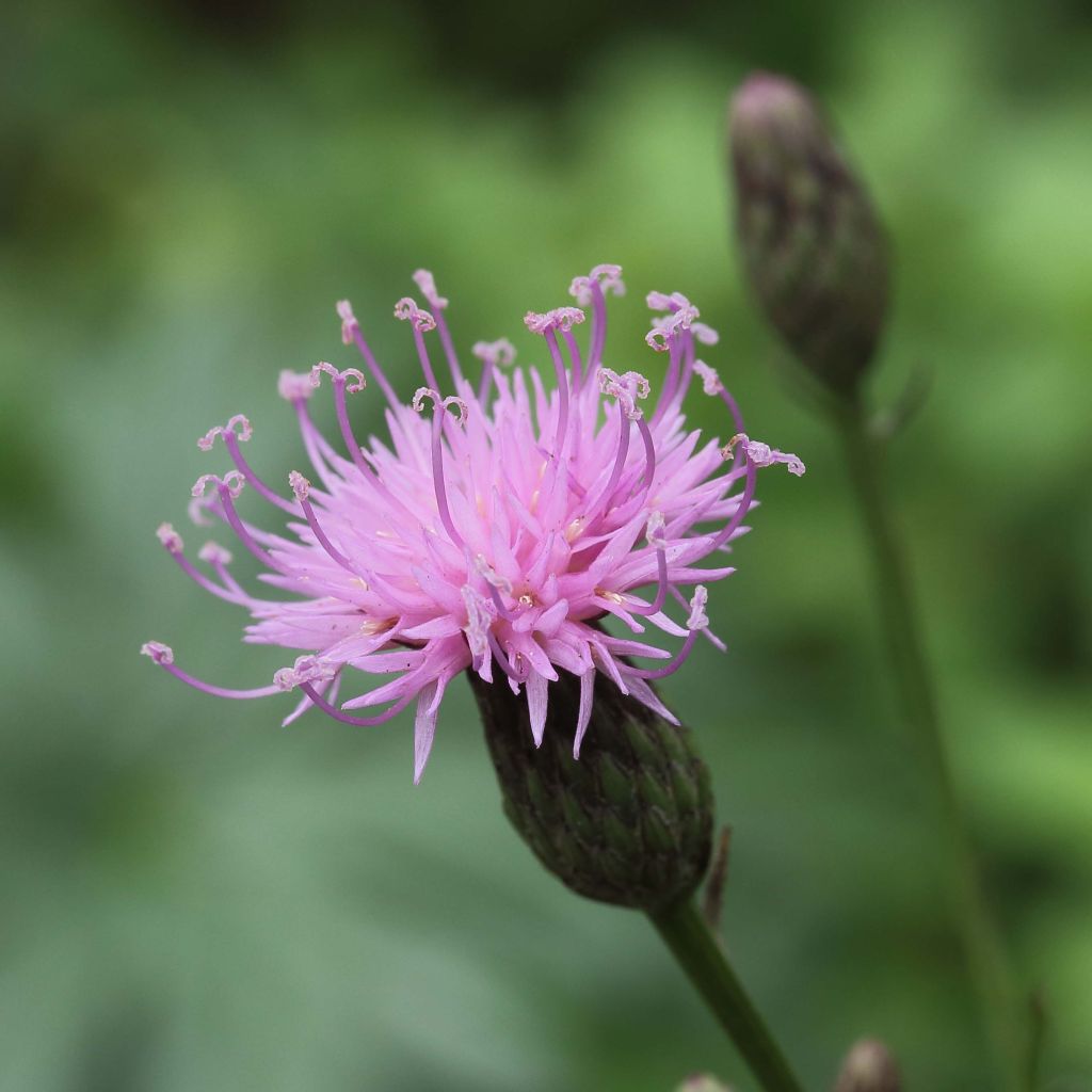 Serratula tinctoria ssp seoanei