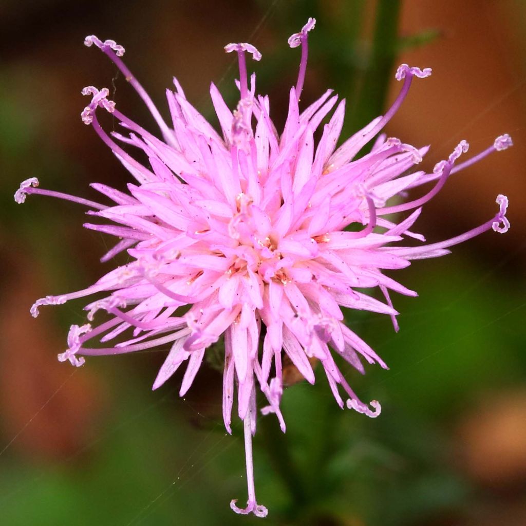 Serratula tinctoria ssp seoanei