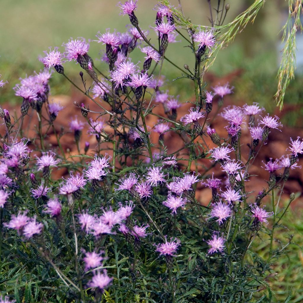 Serratula tinctoria ssp seoanei