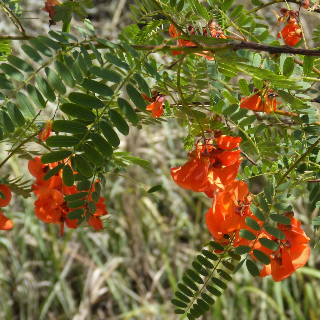 Sesbania punicea - Flamboyant d'Hyères