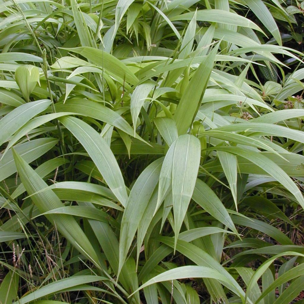 Setaria palmifolia - Herbe-palmier