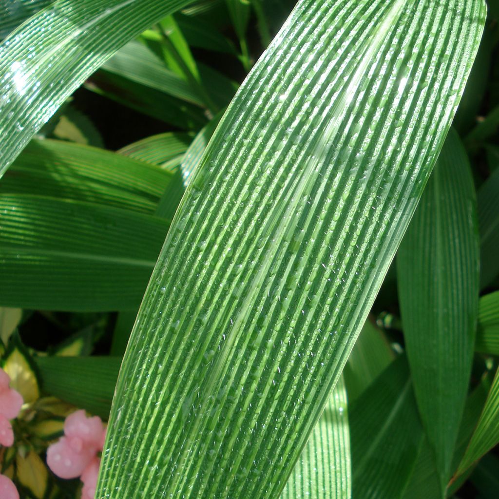 Setaria palmifolia - Cola de zorro