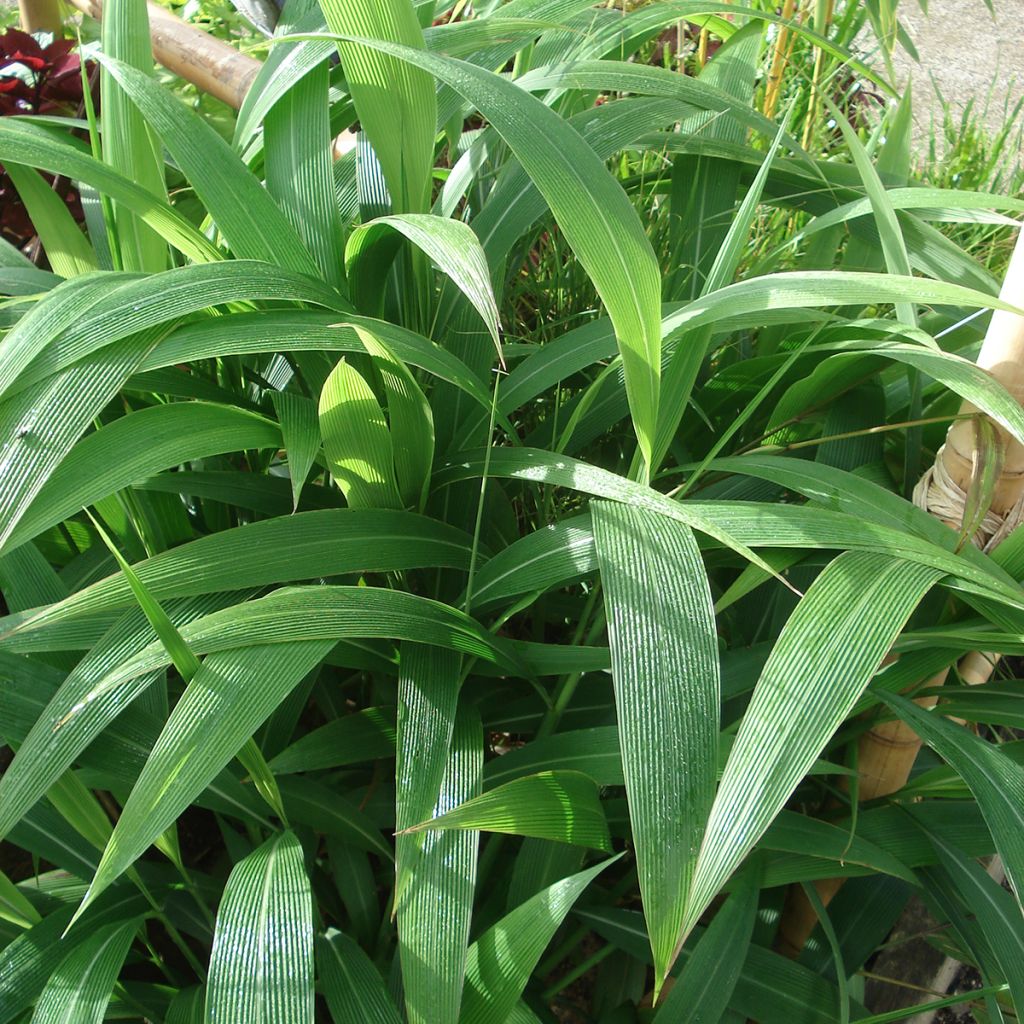 Setaria palmifolia - Cola de zorro