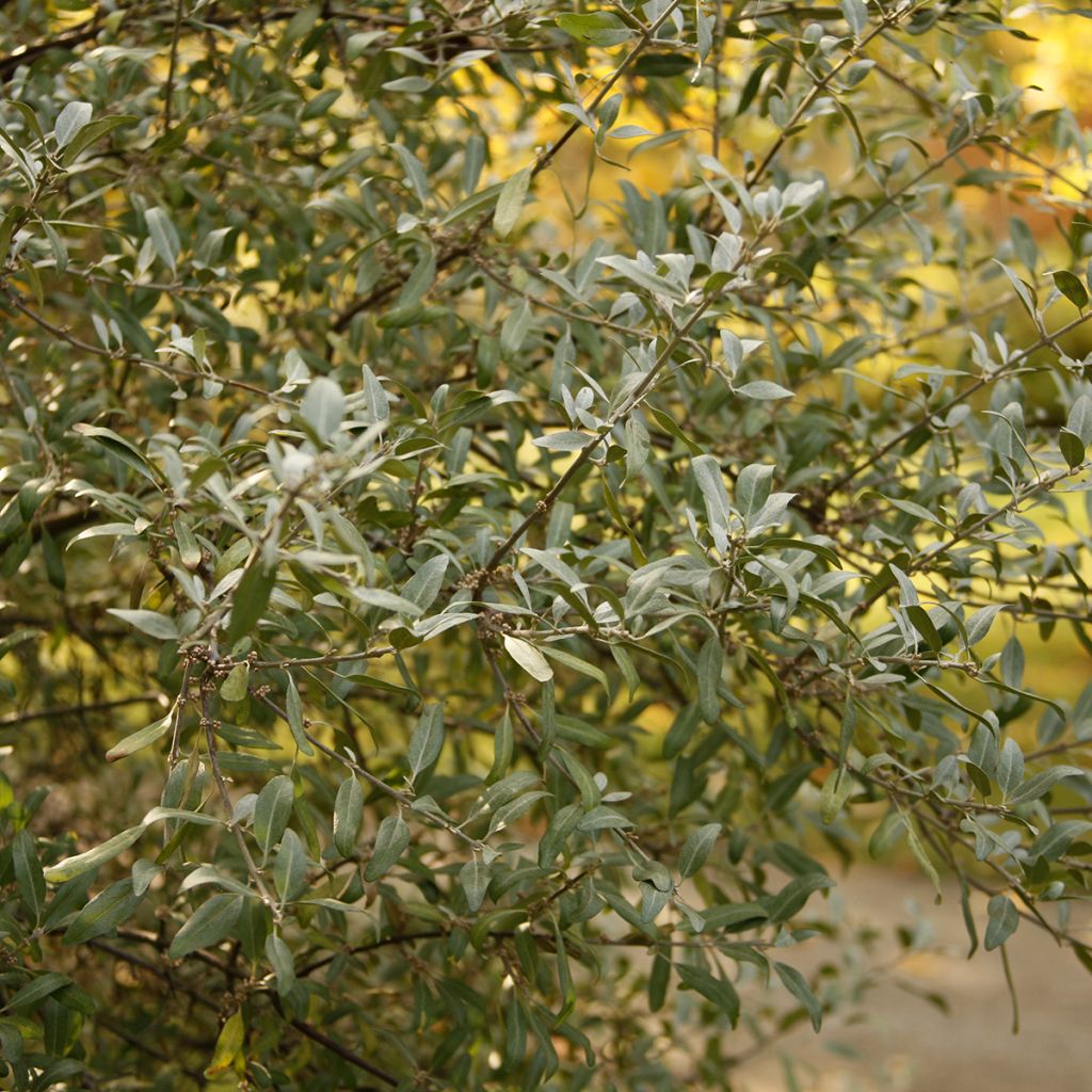 Búfalo plateado - Shepherdia argentea