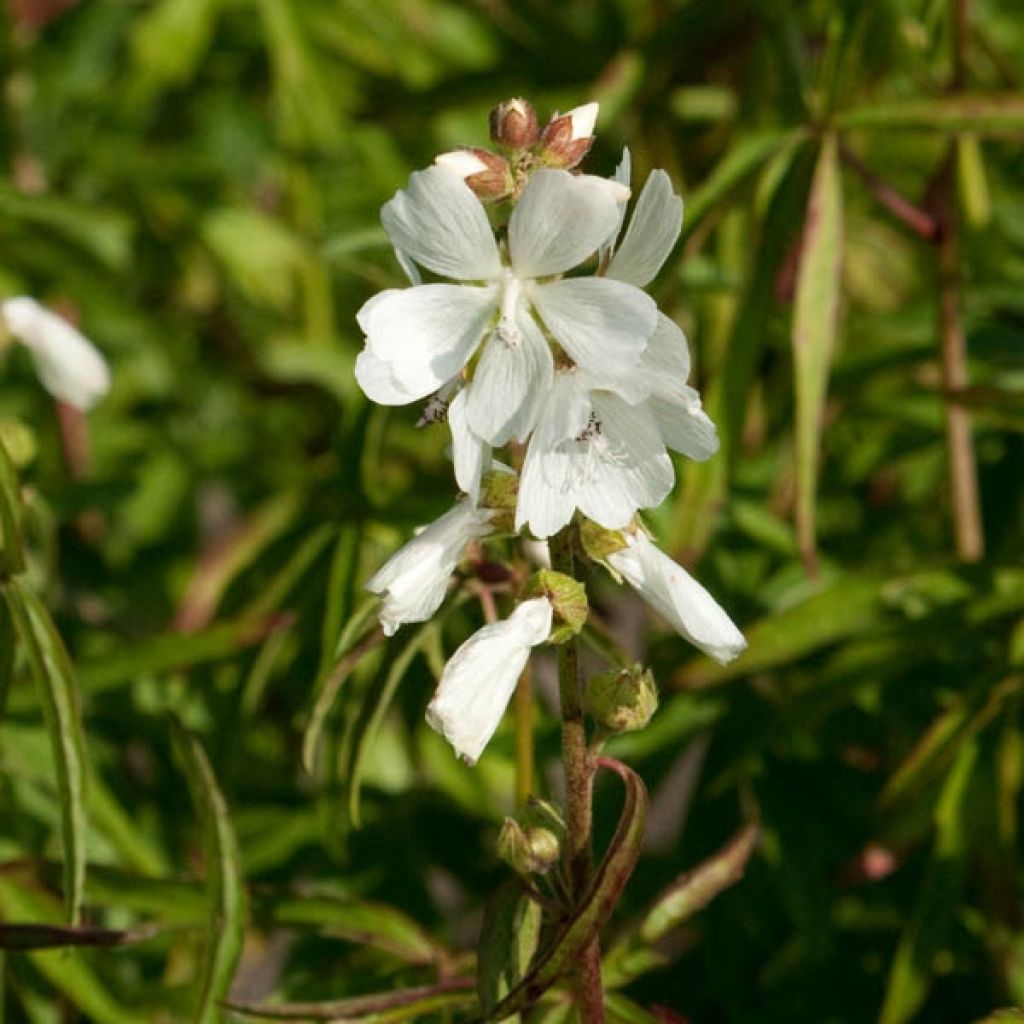 Sidalcea ou sidalcée candida