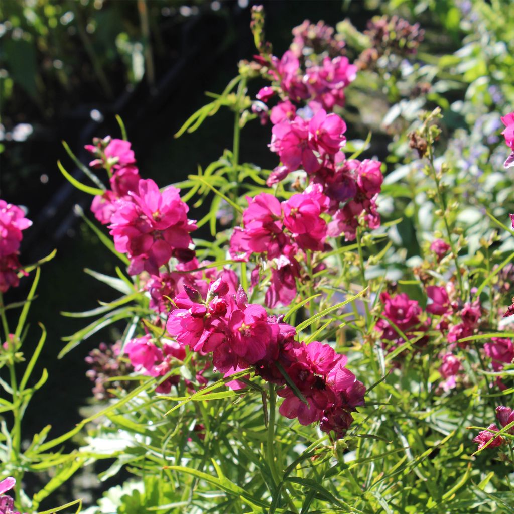 Sidalcea oregana Brilliant - Sidalcée