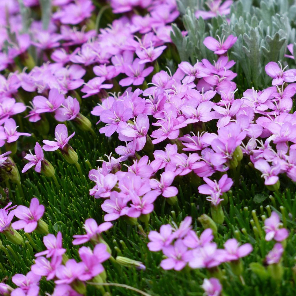 Silene acaulis - Silène acaule