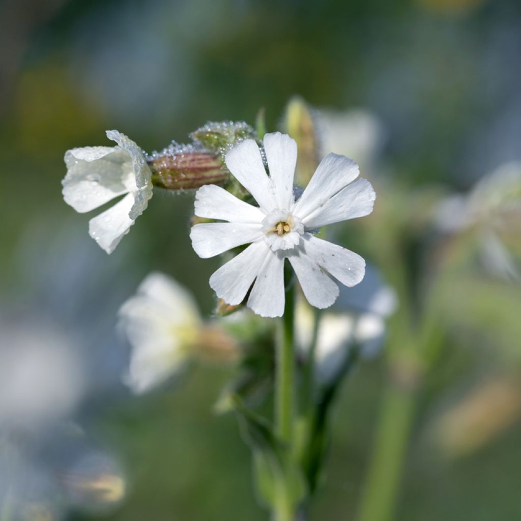 Silene latifolia subsp. alba