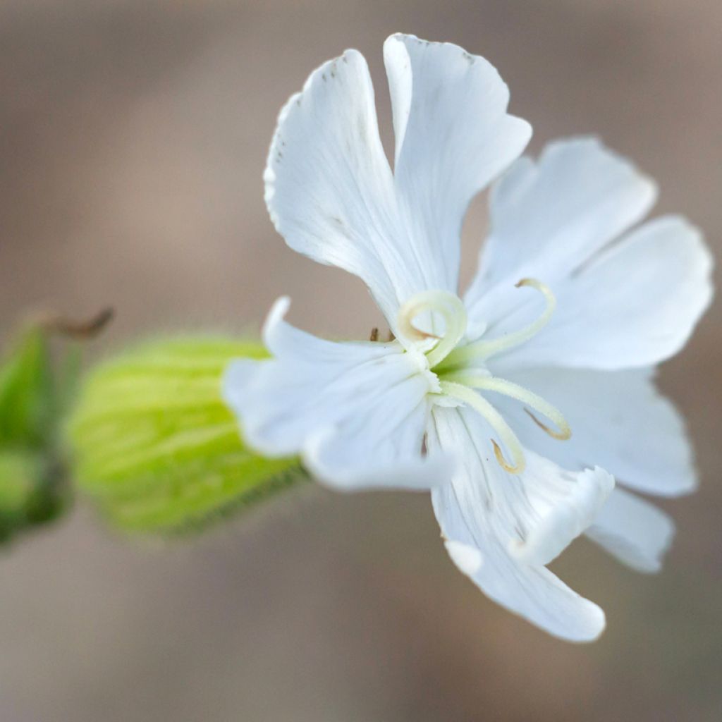 Silene latifolia subsp. alba