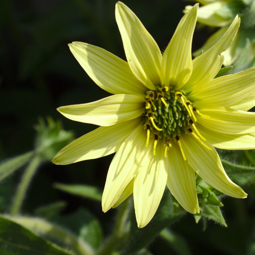 Silphium mohrii