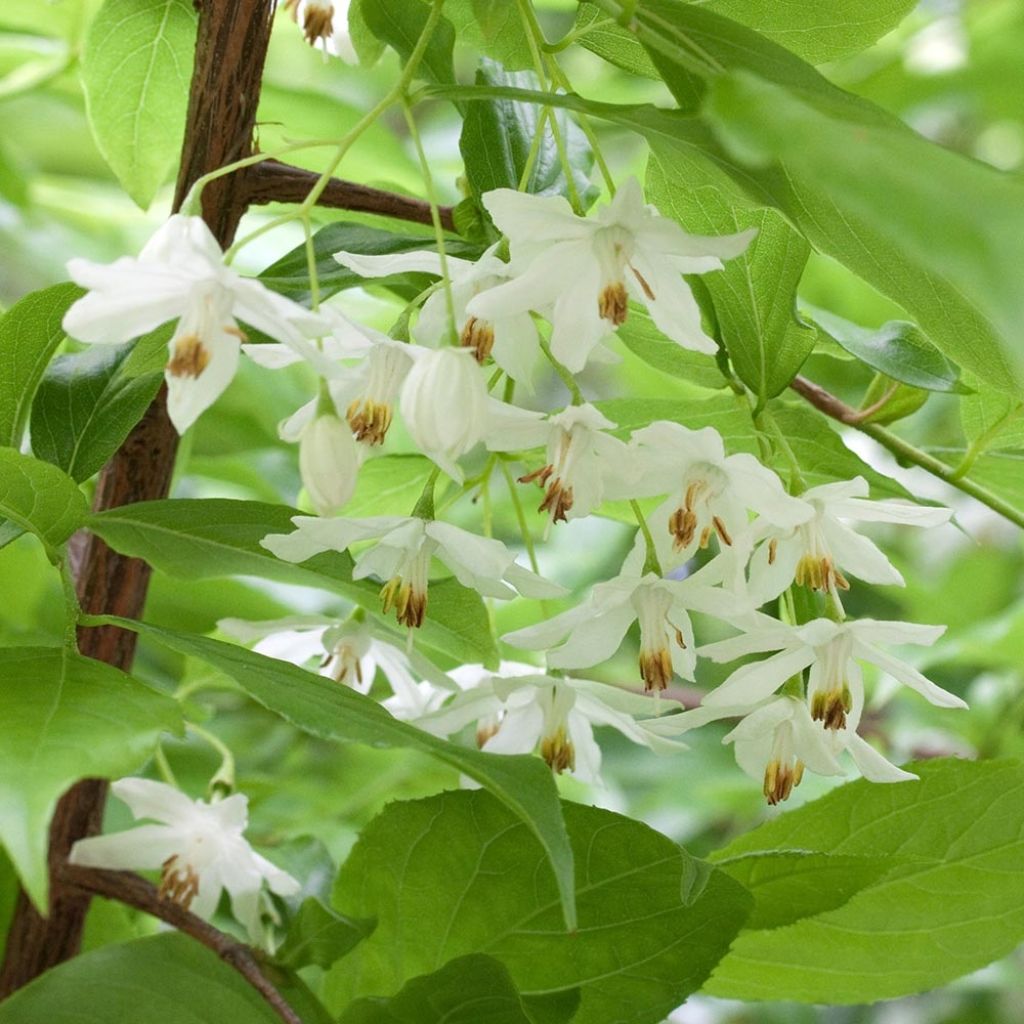 Sinojackia xylocarpa - Jaquier de Chine