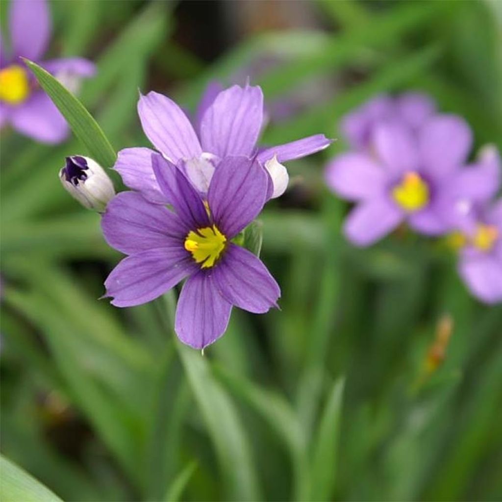 Sisyrinchium Lucerne - Bermudienne hybride