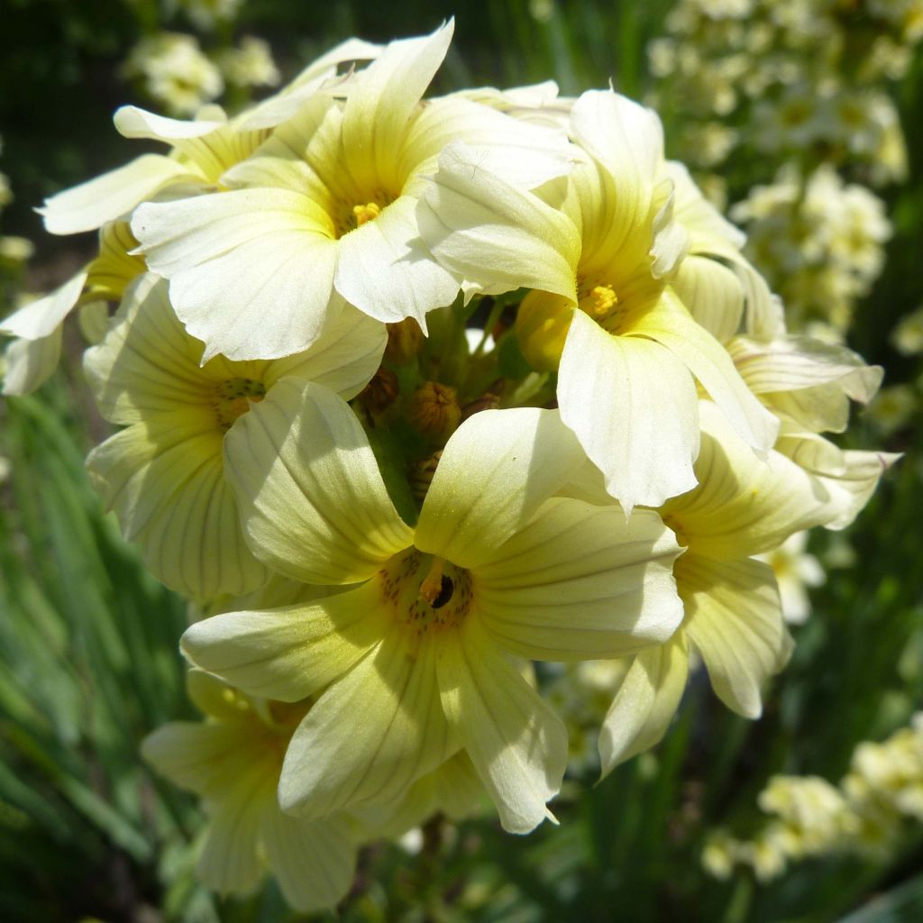 Sisyrinchium striatum - Lirio Chileno Huilmo