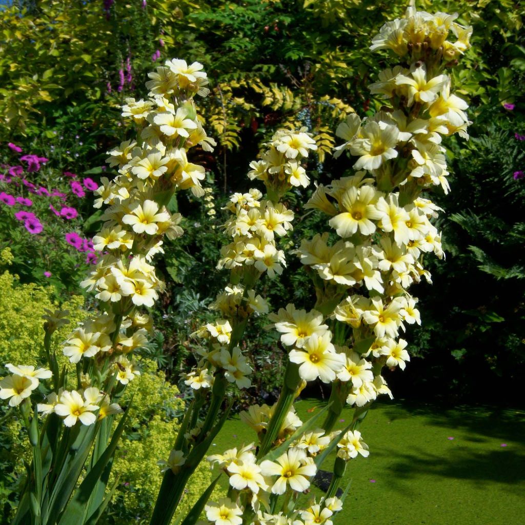 Sisyrinchium striatum - Lirio Chileno Huilmo