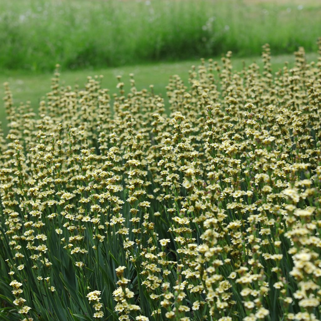 Sisyrinchium striatum - Lirio Chileno Huilmo