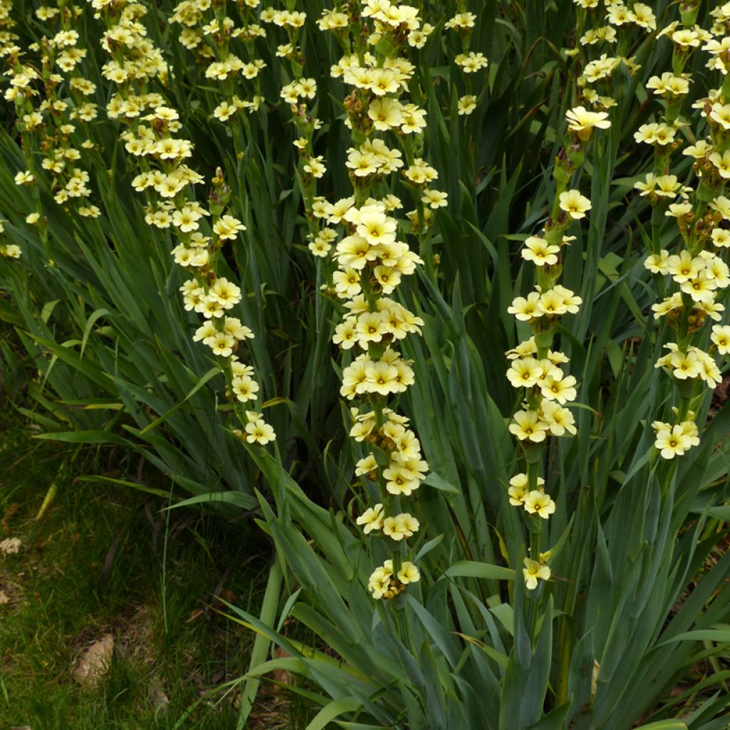 Sisyrinchium striatum - Lirio Chileno Huilmo