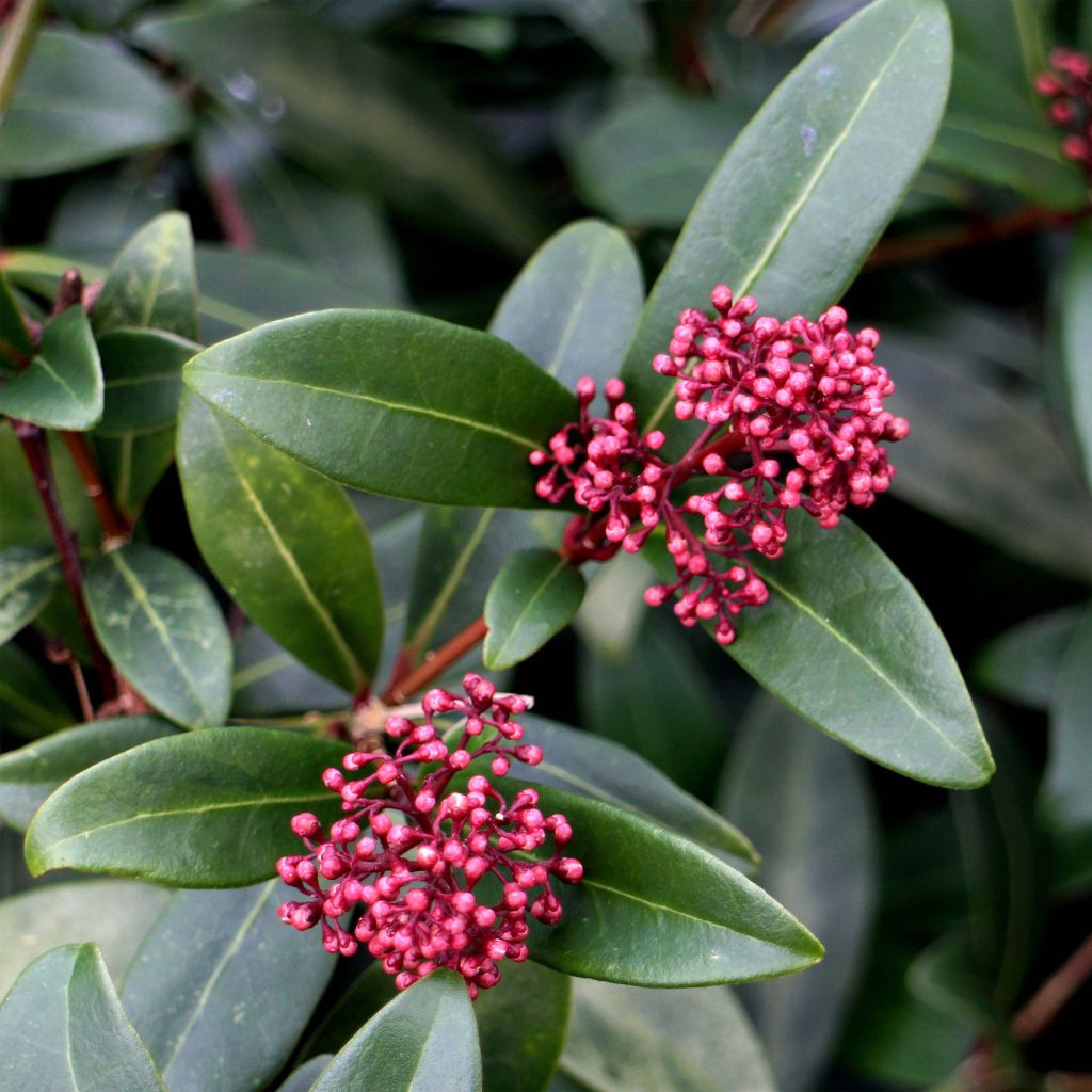 Skimmia japonica Rubella