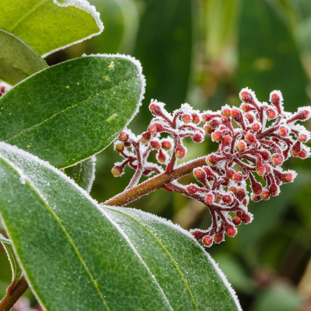 Skimmia japonica Rubella