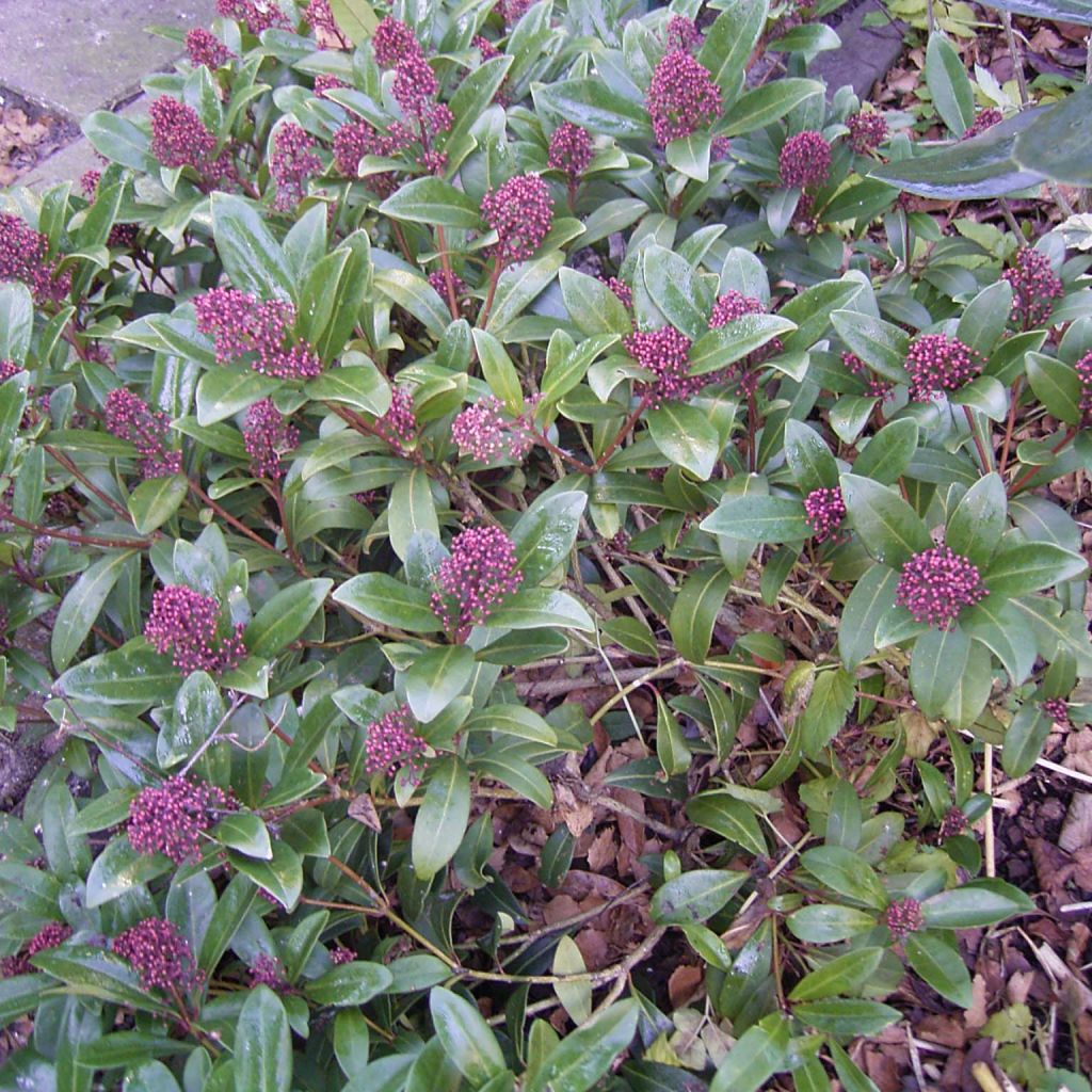 Skimmia japonica Rubella