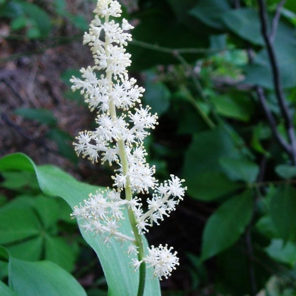 Smilacina racemosum