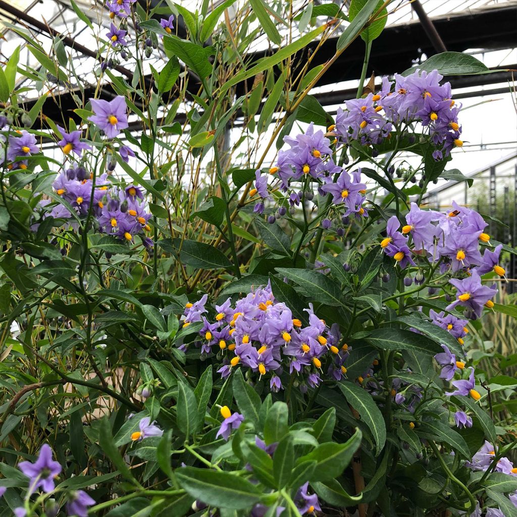 Solanum crispum Glasnevin