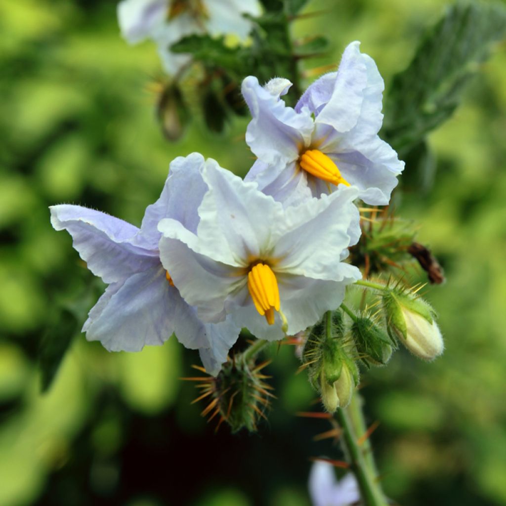 Solanum sisymbriifolium Starbenas - Tomate-litchi, Morelle de Balbis