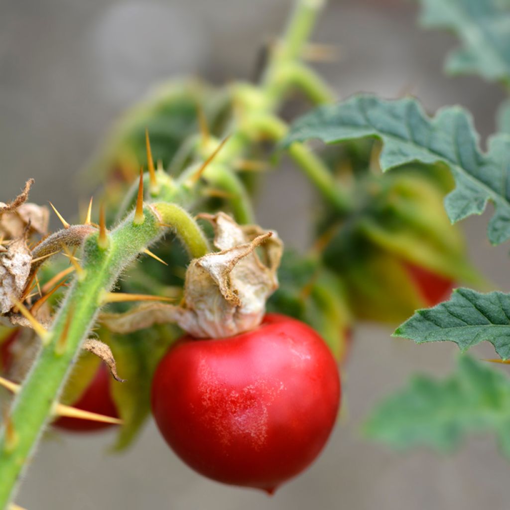 Solanum sisymbriifolium Starbenas - Tomate-litchi, Morelle de Balbis