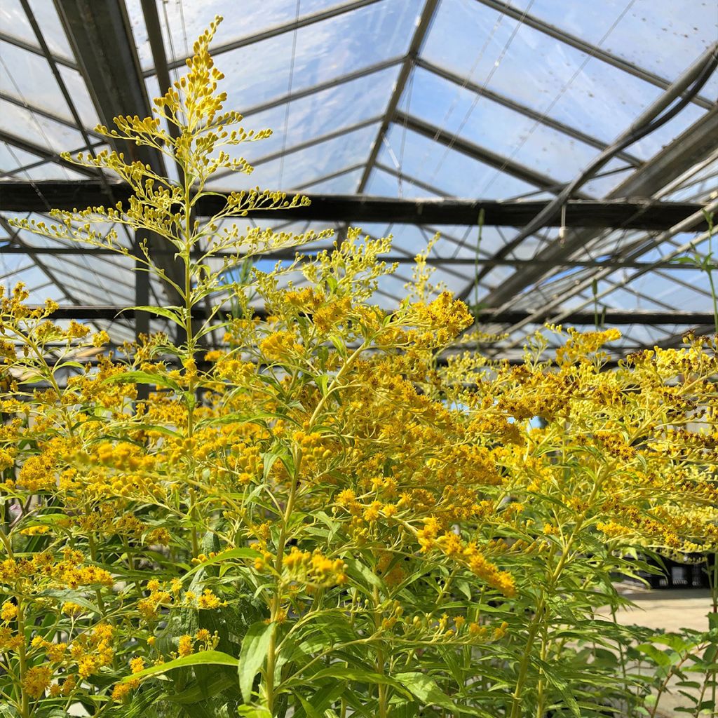 Solidago Golden Mosa - Verge d'or