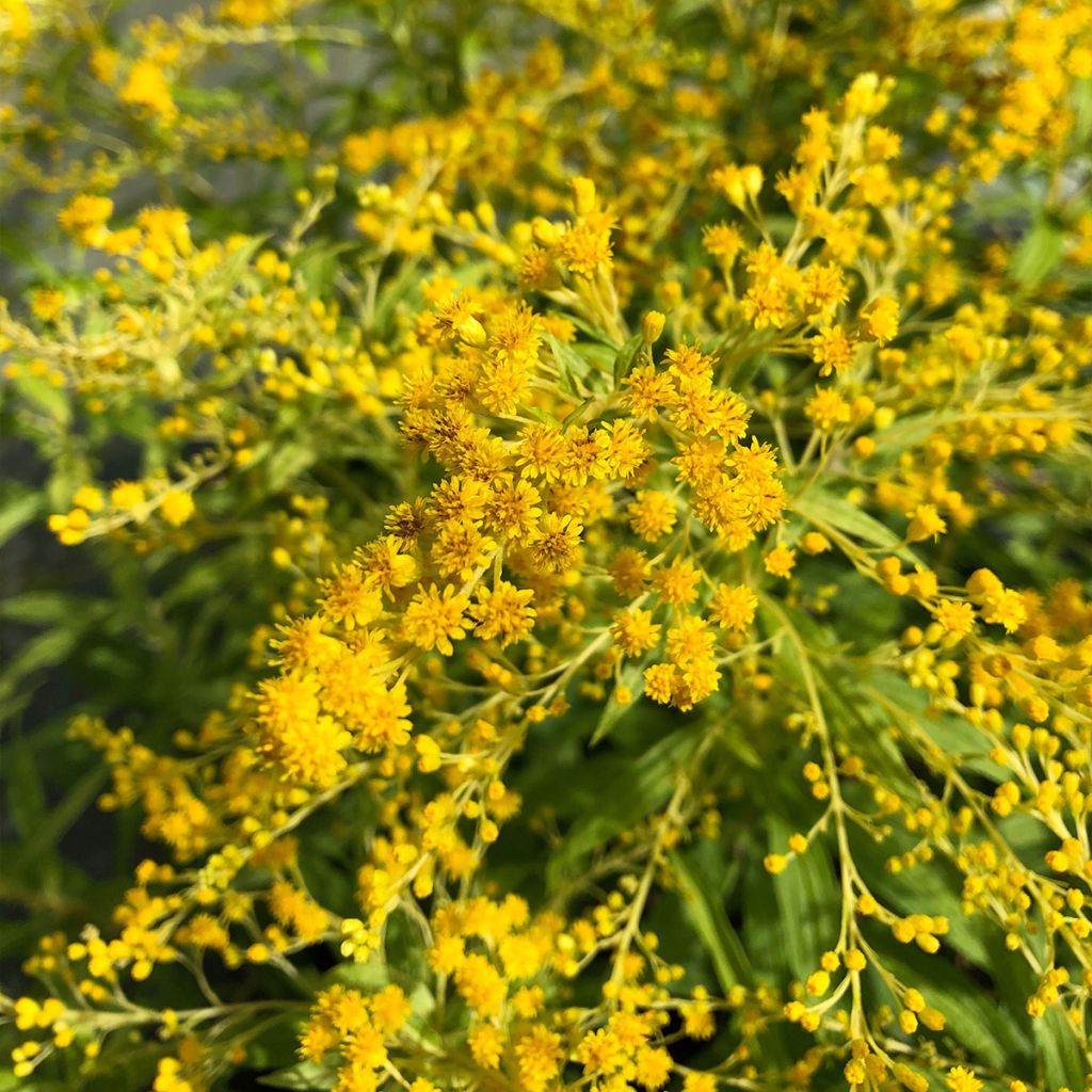 Solidago Golden Mosa - Vara de oro