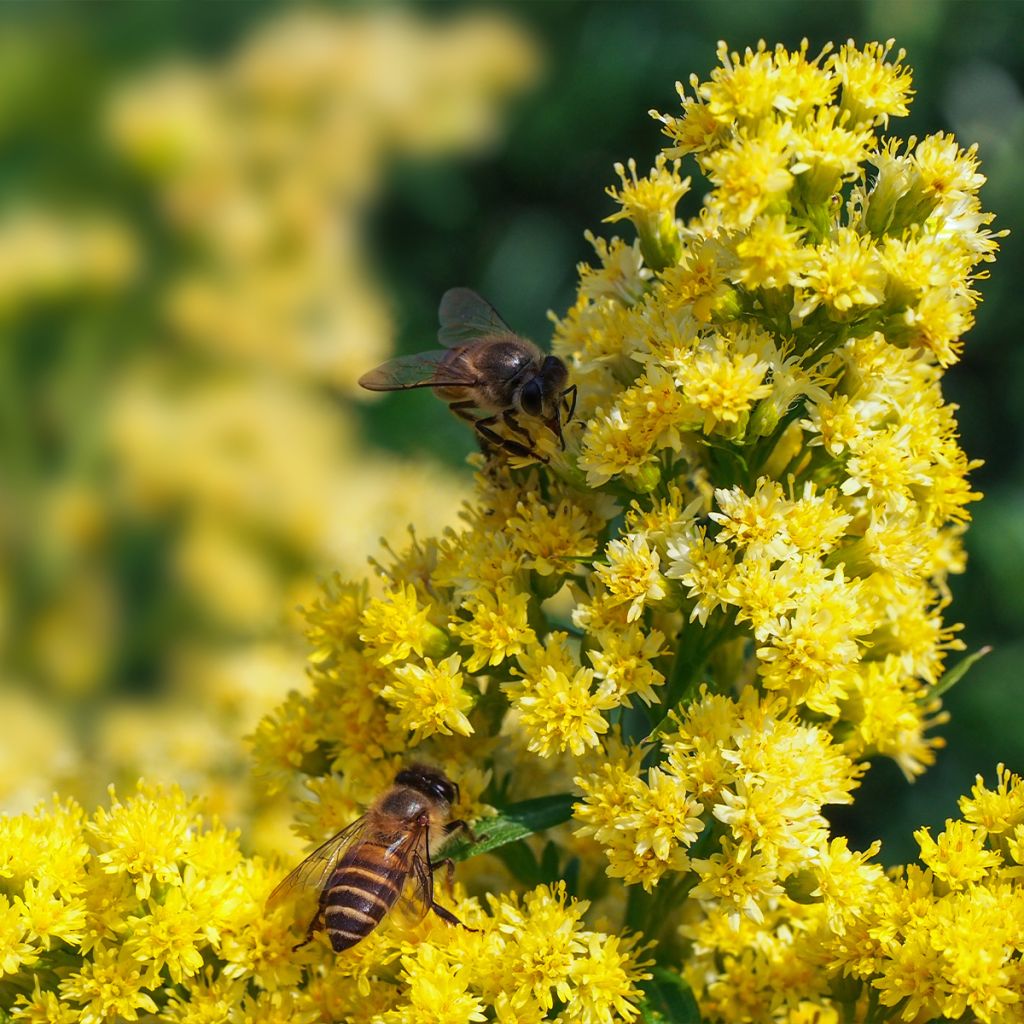 Solidago canadensis Golden Baby - Verge d'or du Canada naine